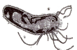 helicobacter_pylori_01